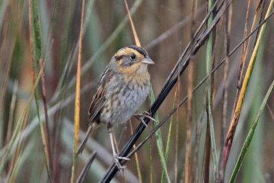 Nelson's Sparrow