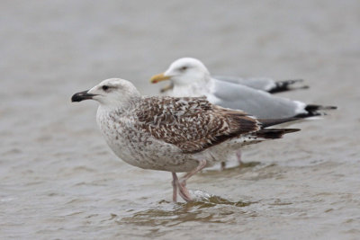 Great Black-backed Gull
