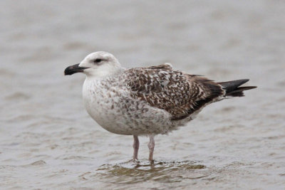 Great Black-backed Gull