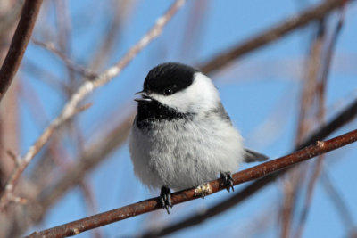Black-capped Chickadee