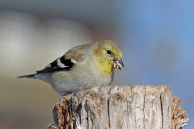 American Goldfinch