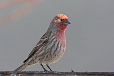 House Finch