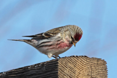 Common Redpoll