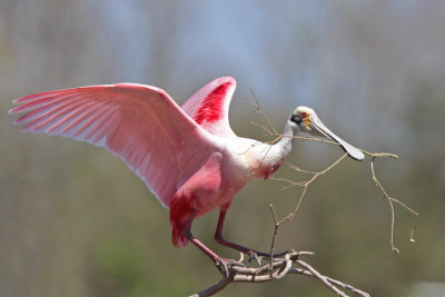 Roseate Spoonbill