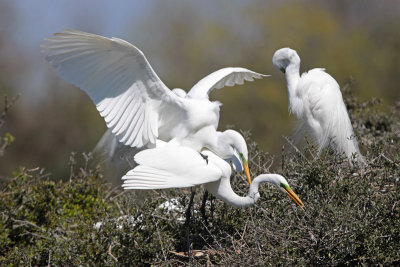 Great Egrets