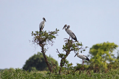 Asian Openbills