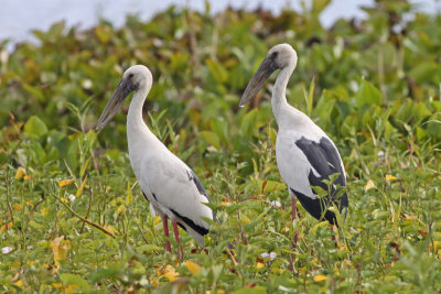 Asian Openbills