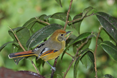 Bar-throated Minla