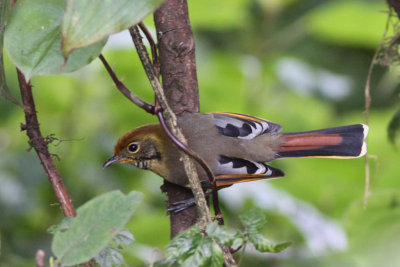 Bar-throated Minla