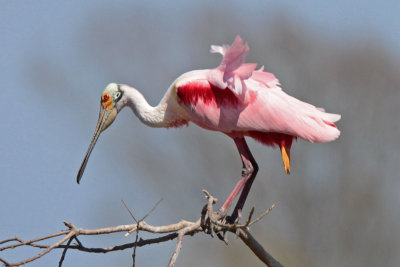 Roseate Spoonbill