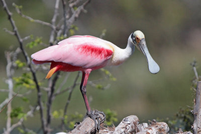 Roseate Spoonbill