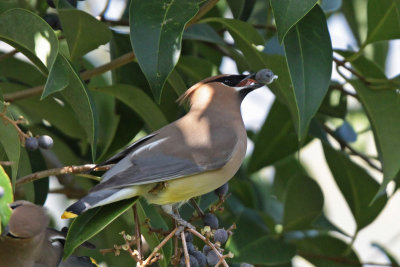 Cedar Waxwing