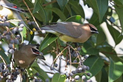 Cedar Waxwings