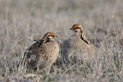 Lesser Prairie-Chickens: Confrontation