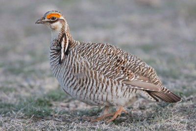 Lesser Prairie-Chicken