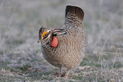 Lesser Prairie-Chicken