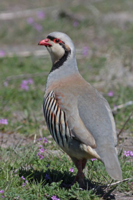 Chukar