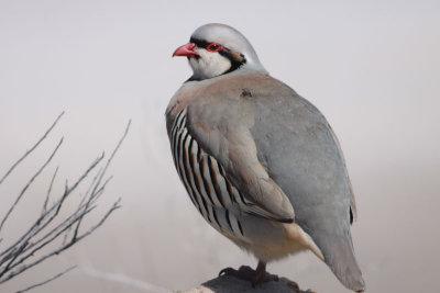 Chukar