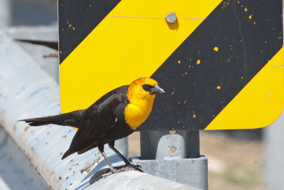 Yellow-headed Blackbird