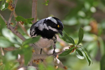 Black-throated Gray Warbler