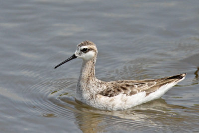 Wilson's Phalarope