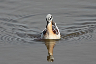 Wilson's Phalarope