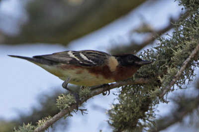 Bay-breasted Warbler