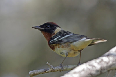 Bay-breasted Warbler