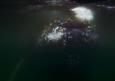 Underwater view of a Humpback Whale I