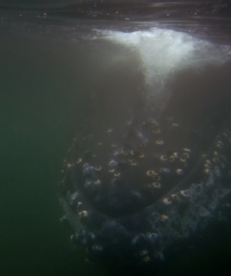 Underwater view of a Humpback Whale II