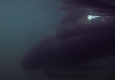 Pilot Whale, Pleasant Bay VI