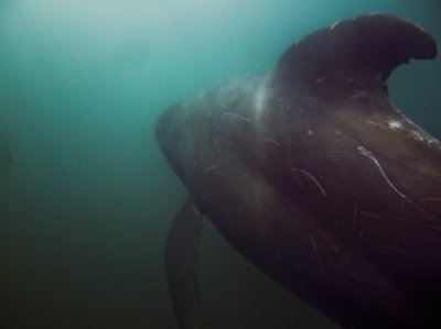 Pilot Whale, Pleasant Bay V