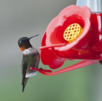 Humming Bird III