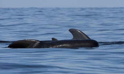 Pilot Whales, Pleasant Bay I