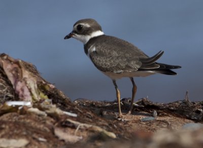 Semipalmated Plover II
