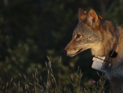 Coyote
