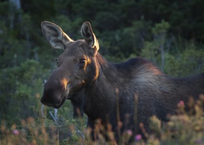Moose I