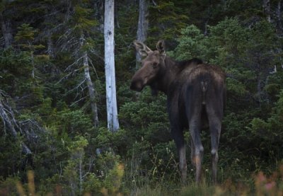 Moose II