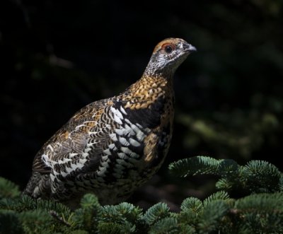 Female Spruce Grouse