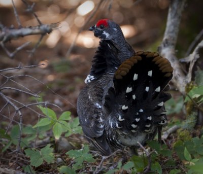 Male Spruce Grouse I