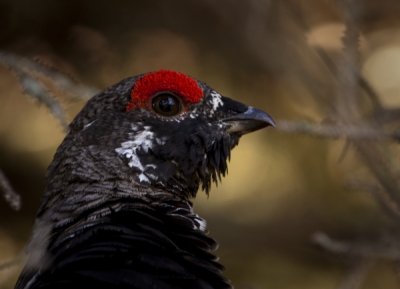 Male Spruce Grouse II