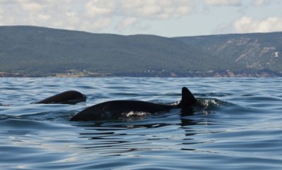 Pilot Whales, Pleasant Bay III