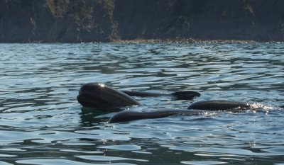 Pilot Whales, Pleasant Bay IV