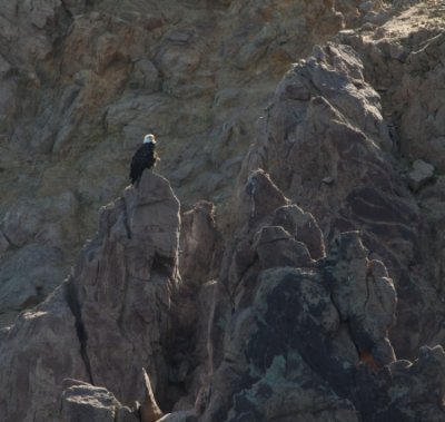 Bald Eagle I