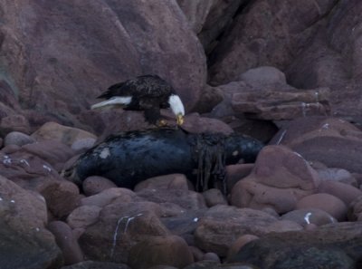 Bald Eagle II