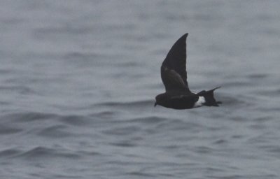 Storm Petrel