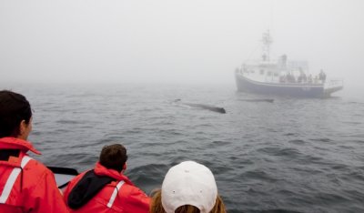 Whale Watching in the fog I