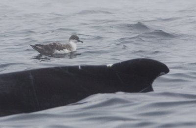 Greater Shearwater I