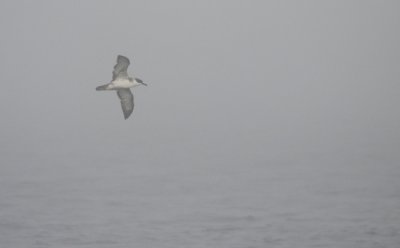Greater Shearwater in the fog