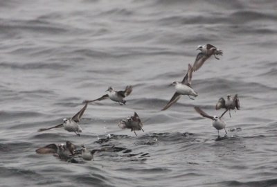 Phalaropes
